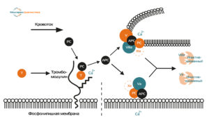 Схема протеин S C