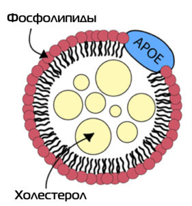 Аполипопроеин Е – Холестерол - Фосфолипиды